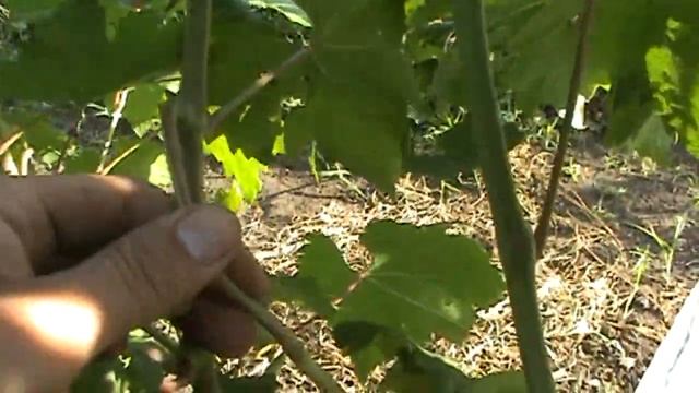 Решение проблемы на некоторых сортах винограда смотреть онлайн