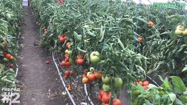 Томаты. Оценка новых гирбидов. ст. Кривянская смотреть онлайн