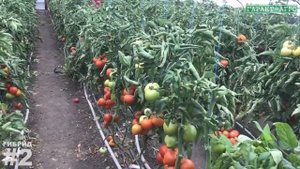 Томаты. Оценка новых гирбидов. ст. Кривянская