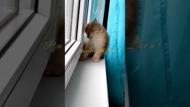 На окошке - интересно котику! Смотрим, чтобы не упал! (залезает сам, 💓нравится) 😅 в продаже смотреть онлайн