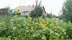 Вертикальная грядка башенного типа. Выращивание тыквы в открытом грунте Тыква на вертикальной грядке