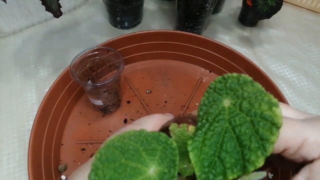 Бегонии, пересадка и размножение. ? смотреть онлайн