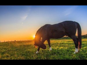 Казачья песня - не для меня!