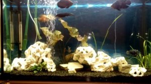 Астронотусы в 4 месяца переселились в большой аквариум