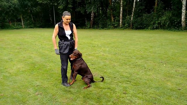 Cartier Charm of Focus Champion Dobermann Bomber Training subordination BH Begleithunde Ausbildung смотреть онлайн