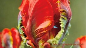 Тюльпан обыкновенный Блумекс (tulipa tyulpan) 🌿 Блумекс обзор: как сажать, луковицы тюльпаны Блумек