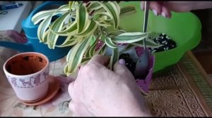 ДРАЦЕНА ОТОГНУТАЯ. ПЕРЕСАДКА МОЛОДОГО РАСТЕНИЯ И УХОД