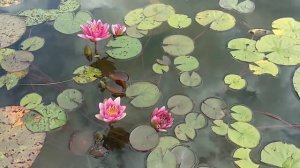 Кувшинка (нимфея) Бургунди Принцес . Water lily (Nymphaea) Burgundy Princess