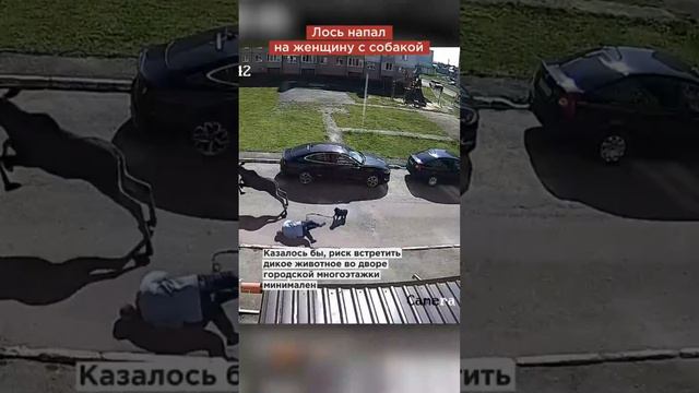 Лось сбил с ног женщину прямо во дворе многоэтажки в Башкирии