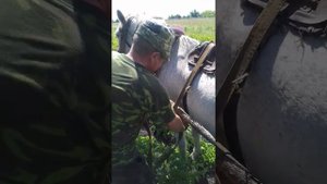 Окучиваем картофель лошадью, с помощью сохи.