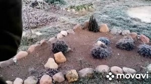 Сахаристость замороженого винограда.(Прейри Стар)