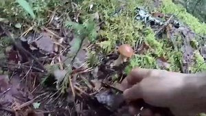 Сбор грибов на Урале. Виды грибов. Съедобные грибы.