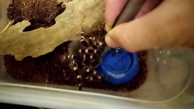 Паук отжимает таракана смотреть онлайн