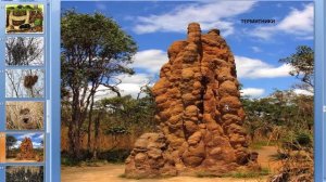 Жилища диких животных (1 Класс)