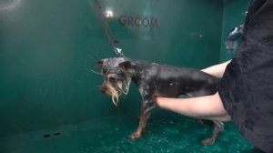 Короткая модельная стрижка йоркширского терьера