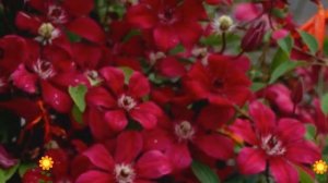 Клематис гибридный Allanah. Краткий обзор, описание характеристик, где купить саженцы, крупномеры