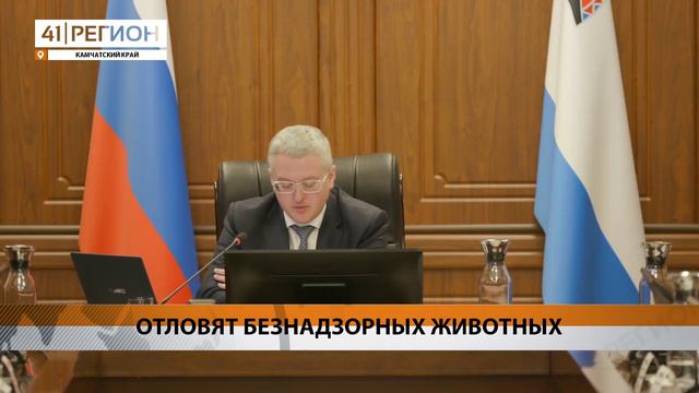УСИЛИТЬ РАБОТУ ПО ОТЛОВУ ЖИВОТНЫХ ПОРУЧИЛ ГУБЕРНАТОР КАМЧАТКИ • НОВОСТИ КАМЧАТКИ