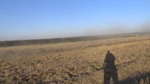 Вектор на полеглой яровой пшенице (28.08.2016)