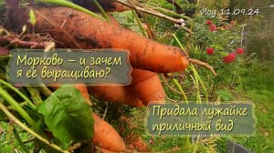 А сколько у меня морковки!!! Привела в порядок лужайку |Vlog  Дача как есть  11.09.2024