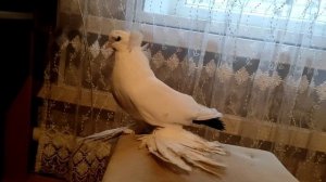 Подборка голубей Северокавказских космачей .