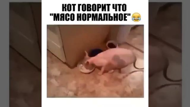 Подборка самых смешных видео🤣😂