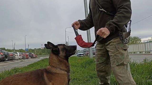 227. Хват/отпуск. Бельгийская овчарка малинуа.