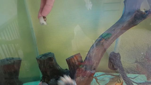 Кормлю своих рыб краснохвостый сом и пираньи кто ест больше? Red tail catfish смотреть онлайн