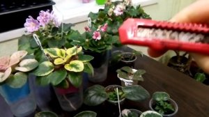 Бизнес на фиалках! Что необходимо для продаж? Заключительная часть!