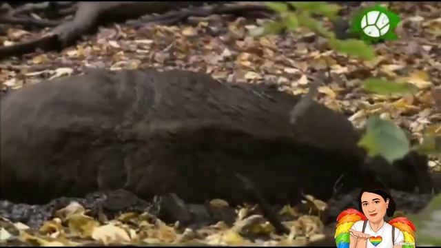 Презентация для детей "Звери леса". /// Presentation for children "Forest animals". смотреть онлайн