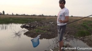 Дафния Польза для пруда Лучший корм для карпов кои