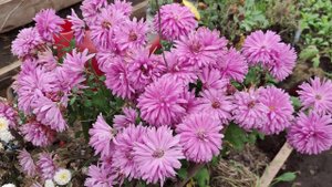 Горшечная хризантема. Почему я больше не буду разводить индийскую хризантему