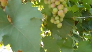 Виноград,Юбилей Херсонского дачника,на 18.07.19г