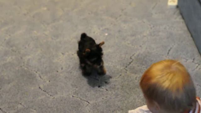 Савелий и  наш собак