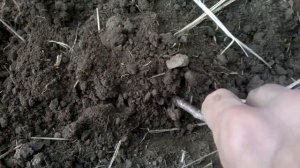 Как избавиться от проволочника