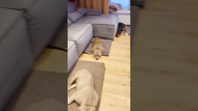 Вот это воспитание! 13 собак спокойно лежат на своих местах. Смотреть до конца