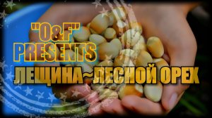 ГДЕ РАСТЕТ ЛЕСНОЙ ОРЕХ СБОР ЛЕЩИНЫ