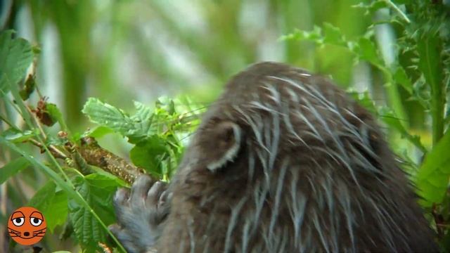 Чому бобри валять дерева? | DieMaus | WDR смотреть онлайн