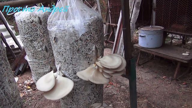 НУТРИЯ И СНОВА ПРО КОРМА ЗАГОТОВКА КОРМА