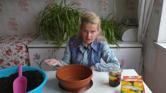 Ранункулюс. Как правильно посадить в грунт ранункулюсы. Где у ранункулюса ноги. смотреть онлайн