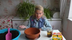 Ранункулюс. Как правильно посадить в грунт ранункулюсы. Где у ранункулюса ноги.