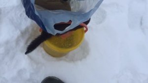 Рыбалка на Аргазях 2018