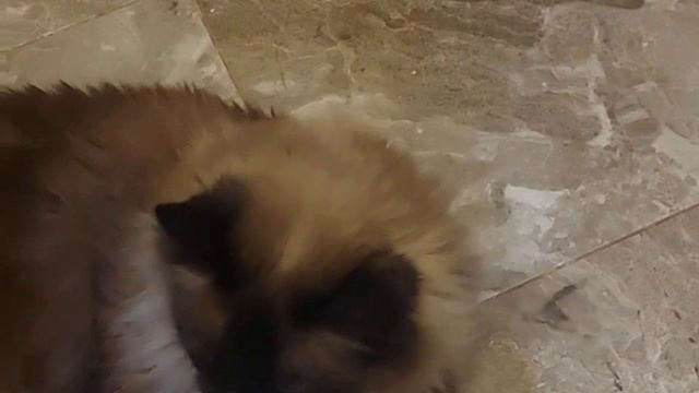 Кошаня
