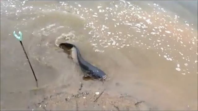 платная рыбалка в ПИРОГОВО - Коргашино смотреть онлайн