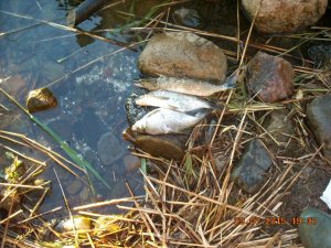 Рыбалка на Ладожском озере