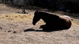 КУПИЛИ ДОМ В ДЕРЕВНЕ. Наступили теплые дни. Лошади греются и спят