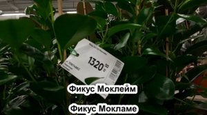 ОТЛИЧИЯ в сортах ФИКУСОВ. Робуста. Моклейм. Фикус лировидный. Фикус Мелани и другие сорта
