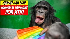 СДЕЛАЙ САМ! ШИМПАНЗЕ улучшает ПОП ИТ | Обезьяна БОНЯ БЕСИТСЯ | Дан Запашный и НОВОСТИ СЕГОДНЯ