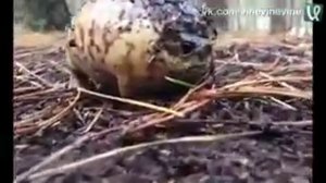 Свинью режут