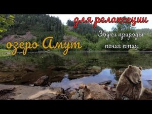 Звуки природы, пение птиц, Звуки Леса, для релаксации, сна, озеро Амут
