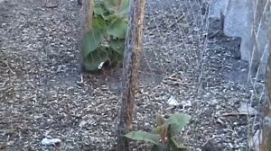 Киви (часть 4)После зимовки